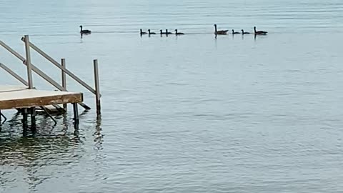 Canadian Geese on Elk Lake MI