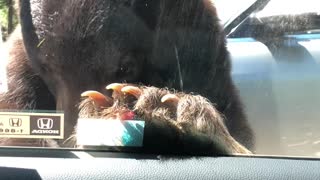 Locked Doors Keep Curious Bear from Driver