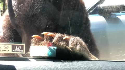 Locked Doors Keep Curious Bear from Driver