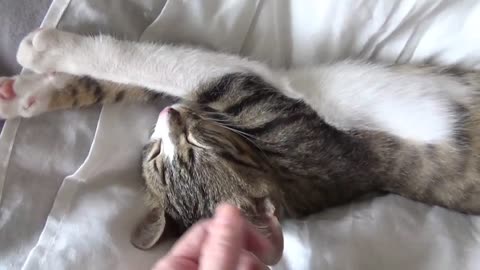 Cute Cat Stretching ASMR