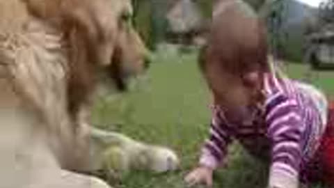 A Golden retriever dog.