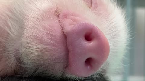 Sleeping Micro Pig Siblings Cuddle