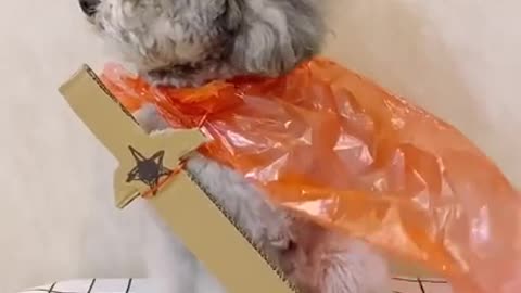 Cute Dog wearing costume