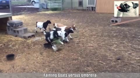 Fainting Goats!!