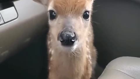 Baby deer in car