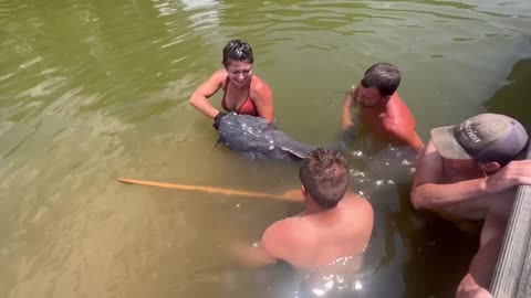 Giant Catfish Gets Stuck On His Foot!