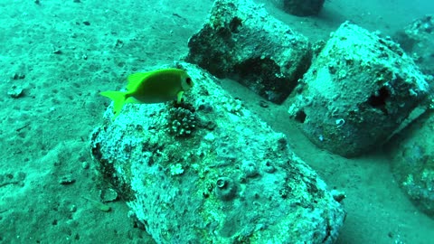 A marine sanctuary with artificial reef for marine life to flourish