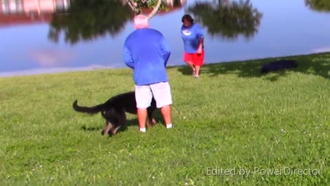 Teach Your Protection Dog How to Bark at strangers in public