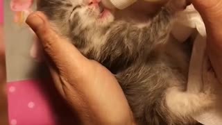 Adorable kitten drinking milk in his baby bottle