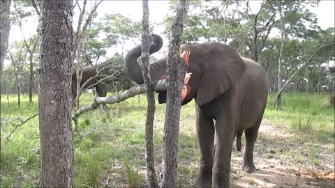 Ambitious young elephant attempts to knock down tree