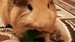 Brown hamster eating grass