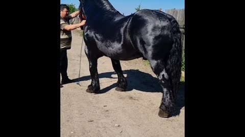 The BIGGEST HORSES In The World 🐎ll #Shorts #rumble #rumble viral video
