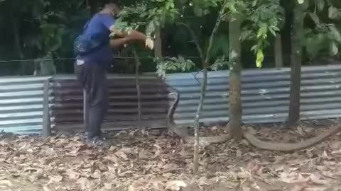 Dangerous snake
