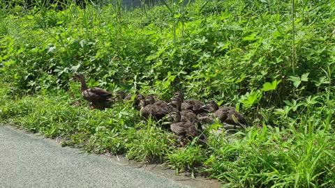 Duck Family Outing