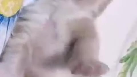 Cute kitten rolling rolling