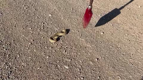 Rescuing a Prairie Rattlesnake Crotalus viridis from a Roadside