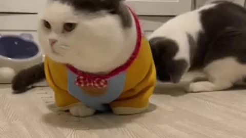 cat | funny cat videos | funny cat and dog videos