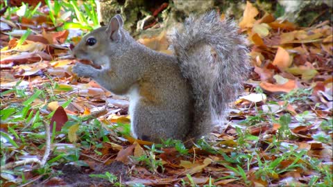 Grey Squirrel Eating