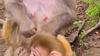 Baby monkey cute animals