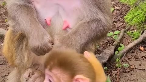 Baby monkey cute animals