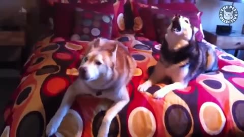 Funniest Husky Videos 🤣 🐶 Funny And Cute Dog Videos Compilation