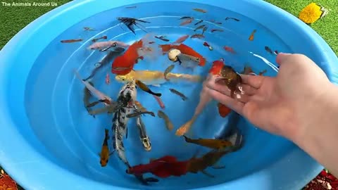 Betta Koi Snail Carp Fish Goldfish Angelfish Guppy Guppies Catfish Videos