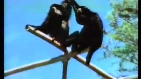 Classic Sesame Street - A clip of some primates.
