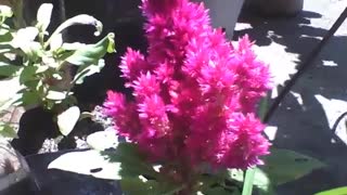 A planta justicia vermelha, faz florescer lindas flores [Nature & Animals]