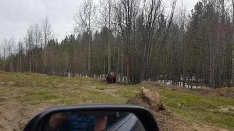 Bear Saying Hello to Highway Patrol