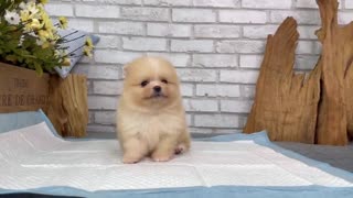 Pomeranian puppies for sale