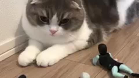 Toy Commandos on cat | Animal World