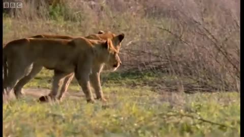 Wild Lions Swim in a Hunt for Buffalo | Wild Africa | BBC Earth