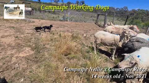 Campaspe Nellie x Campaspe Ridge litter 14 weeks