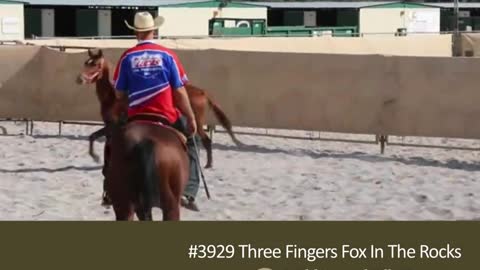 Meet WSFF's Three Fingers Fox in the Rocks