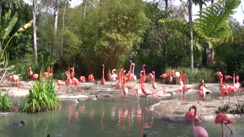 SAN DIAGO ZOO 🦍🐴🐸🐔🐪