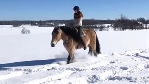 Cute And funny horse Videos Compilation cute moment of the horses - Cutest Horse #09