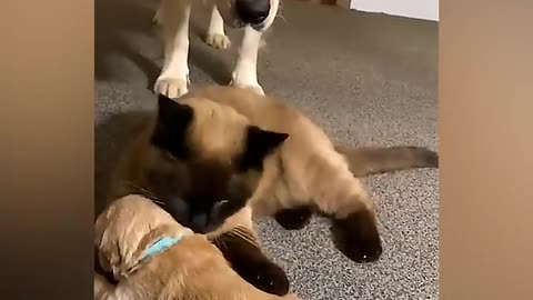 Cat Comforts Crying Puppy During Mom's Break video