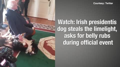 Irish president’s dog steals the limelight, asks for belly rubs during official event