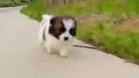 cute and funny dog😍😍video 2021 #short