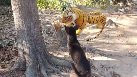 Fake Tiger Prank! Try Stop Laugh Challenge