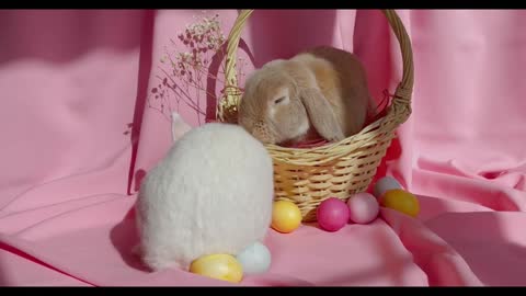 fluffy bunnies - Cute bunnies