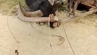 Clever Water Buffalo Saddles Up