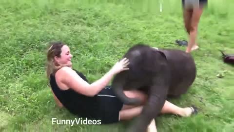 Funny Animals Videos | Funny Girl Video lucu 2019 | Funny girl Fails | funny zoo Animal