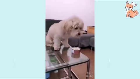 You will laugh at all the DOGS 🤣 Funny DOG Videos 😂 allot