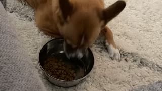 Lazy dog eating
