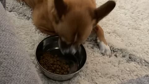 Lazy dog eating