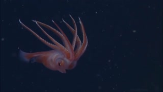 Beautiful deep-sea creature knows how to pose on a camera | Amazing Ocean Discoveries