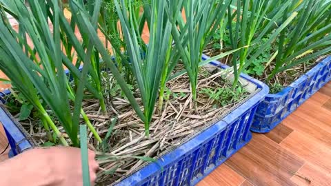 How to Grow Garlic and Harvest Bulbs at Home