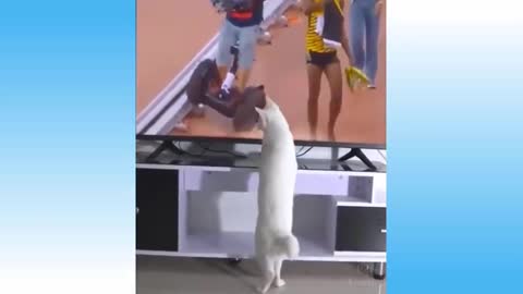 Cat 🐈funny video