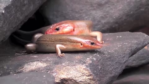 Centipede Don't Escape After The Fight With The Ground Skink